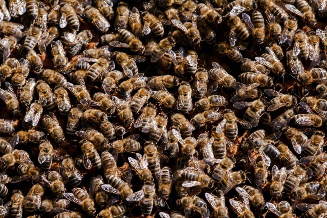 The 20th of May - World Bee Day