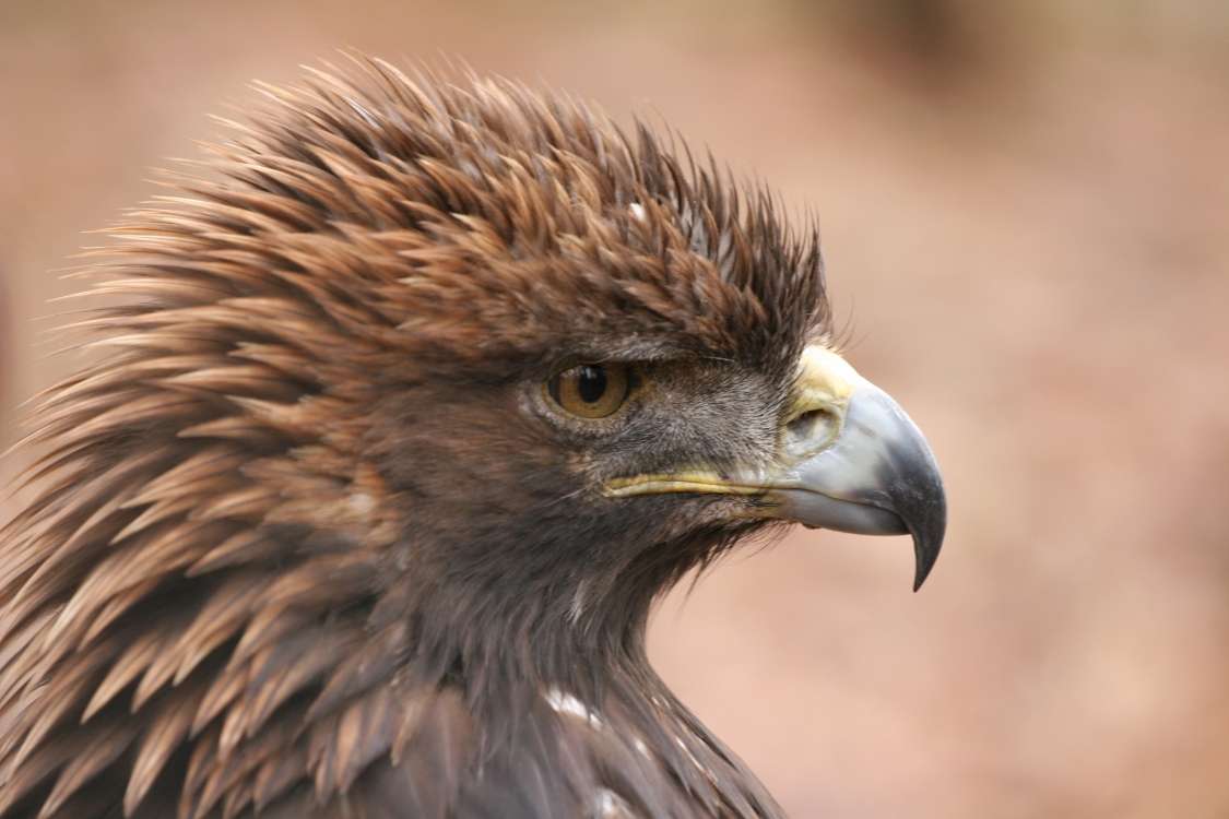 Golden eagle