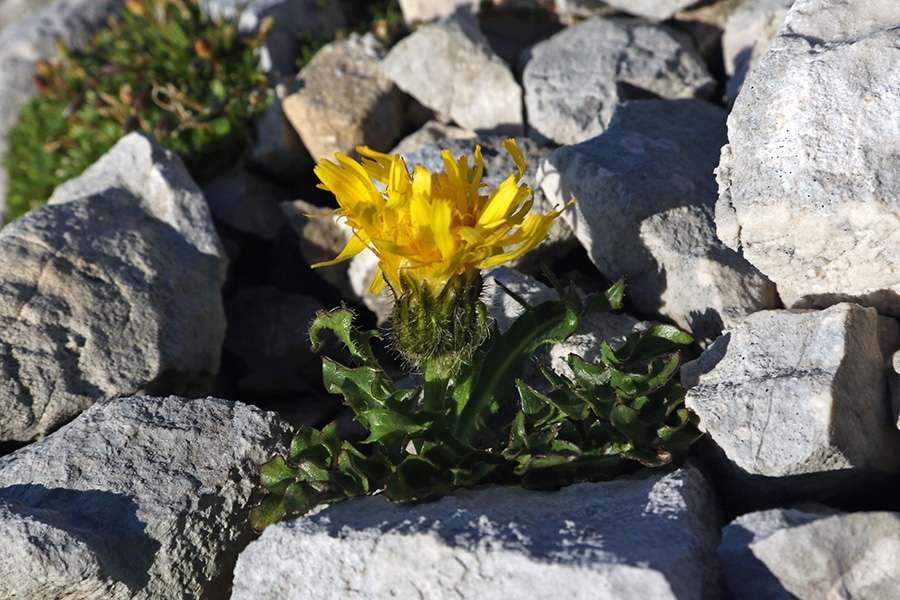 Triglav hawksbeard 