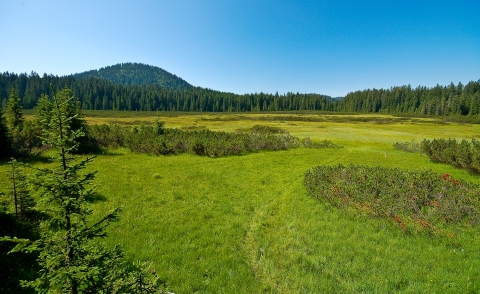 In the foreground is a wide, open field with low, light green grass. A path winds through the middle of the field. Dark green shrubs and smaller trees line the path. In the background, behind the field, is a dense forest, with a tree-covered hill rising a