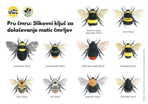 In the photograph, there is an identification key for determining bumblebee queens.